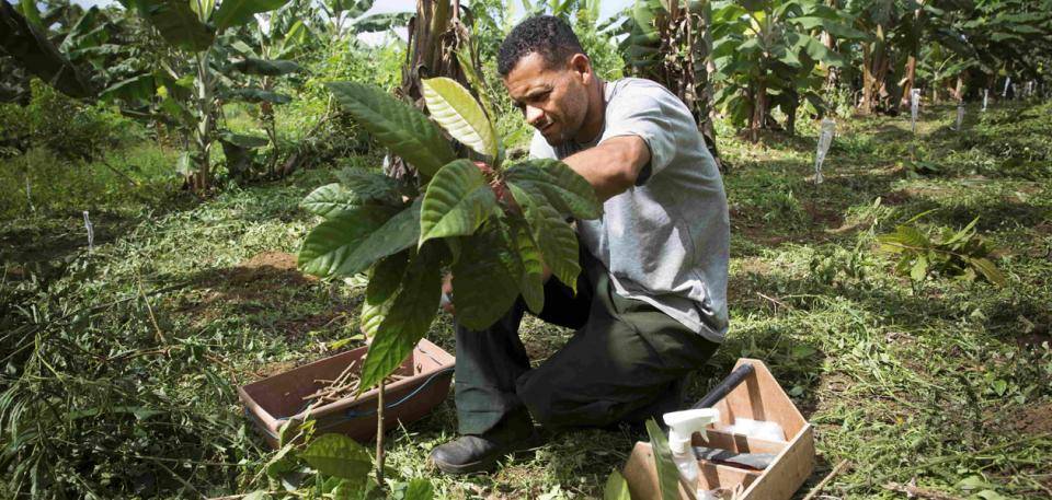 Person farming Sicao
