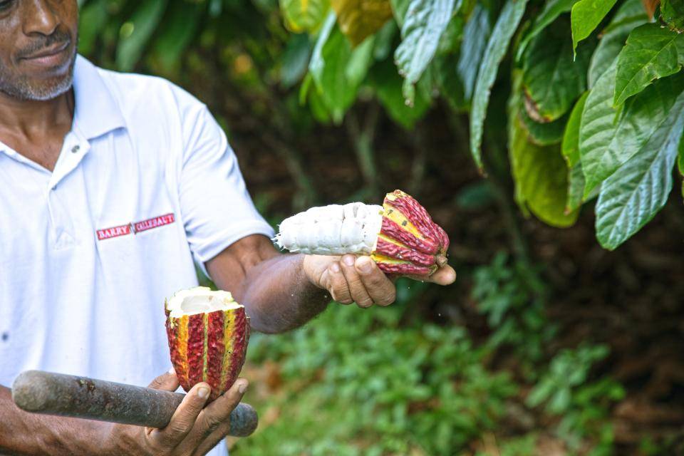 homem segurando cacau com amendoas a amostra