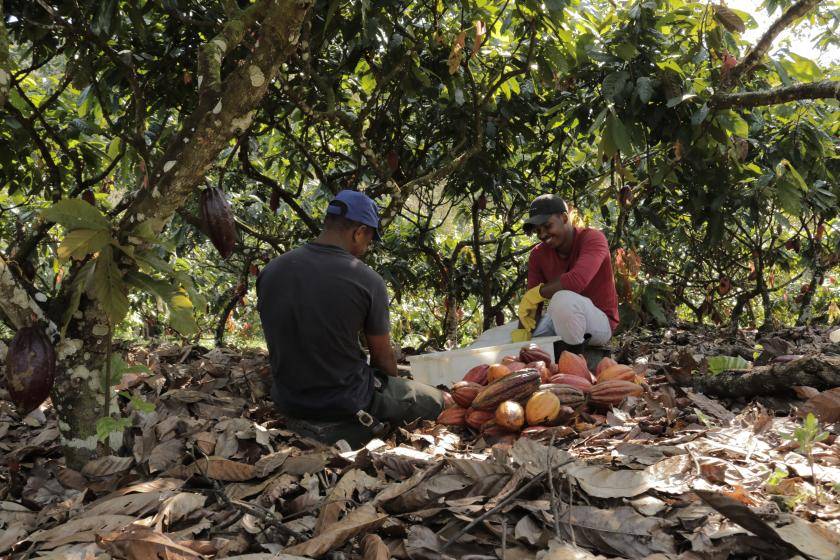 dois homens sentados no chão com diversoss cacaus